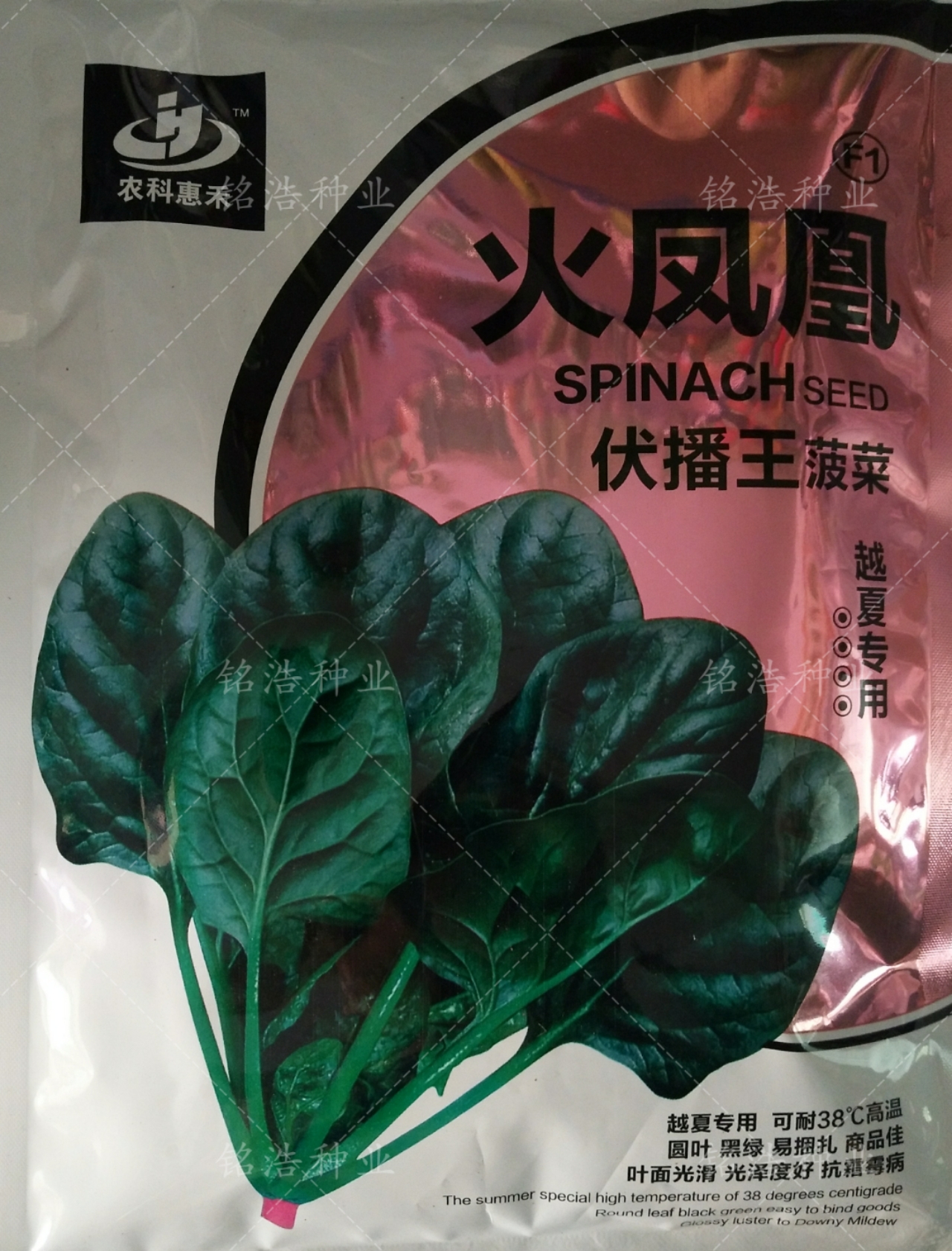 越夏耐热菠菜种子火凤凰大叶菠菜夏季用品种大面积种植高产叶菜籽
