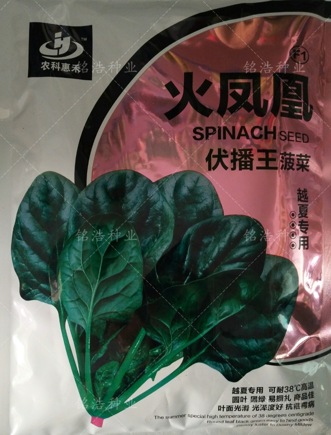 越夏耐热菠菜种子火凤凰大叶菠菜夏季用品种大面积种植高产叶菜籽 农用物资 蔬菜种子 原图主图