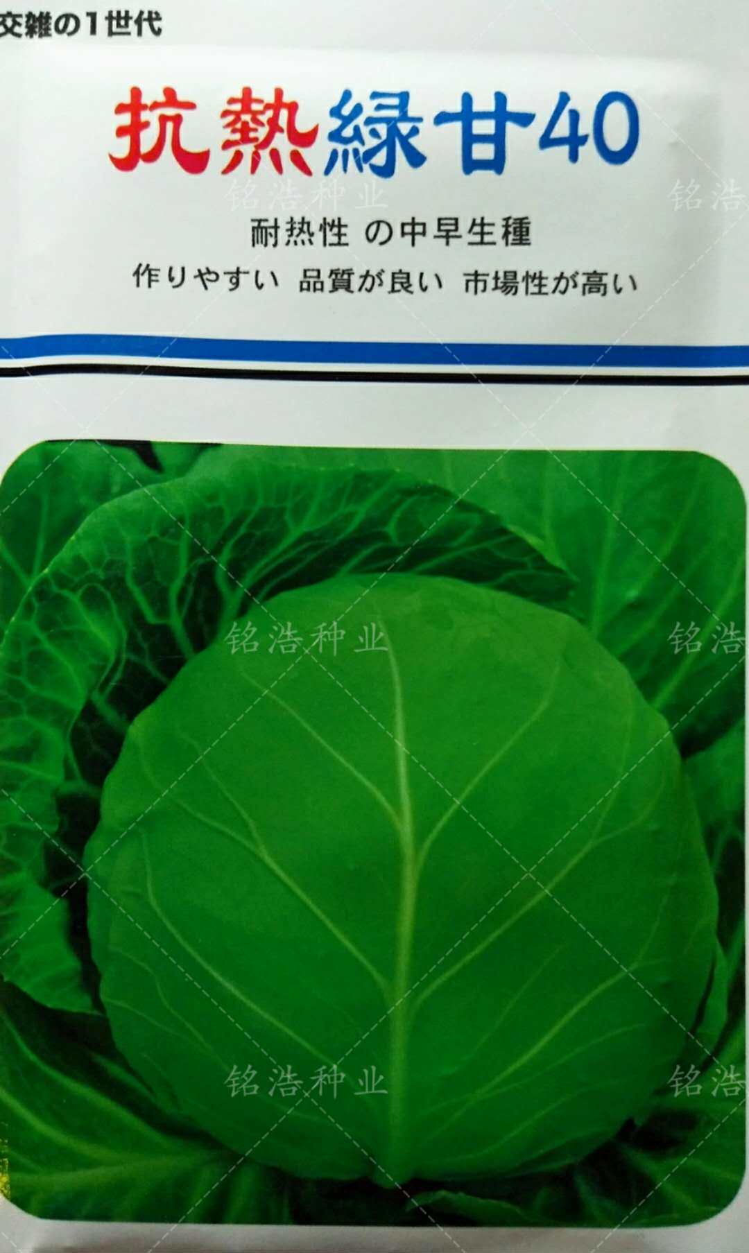 耐热甘蓝种子卷心菜包心大头菜籽早熟高产春夏种植蔬菜抗热绿甘40