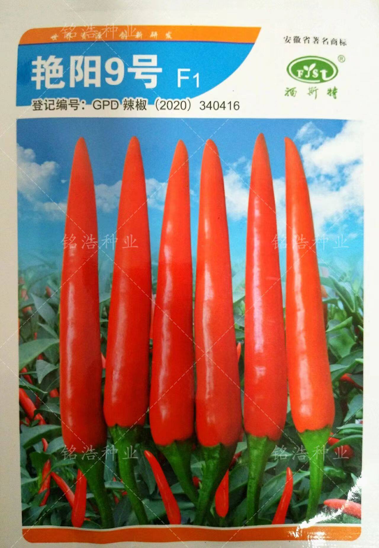 单生杂交朝天椒种子高产抗病