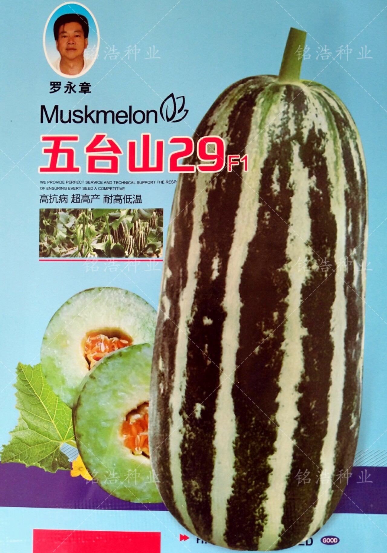 五台山29甜瓜种子香瓜种籽博洋系列酥脆黄瓤口感清香春夏季播超甜