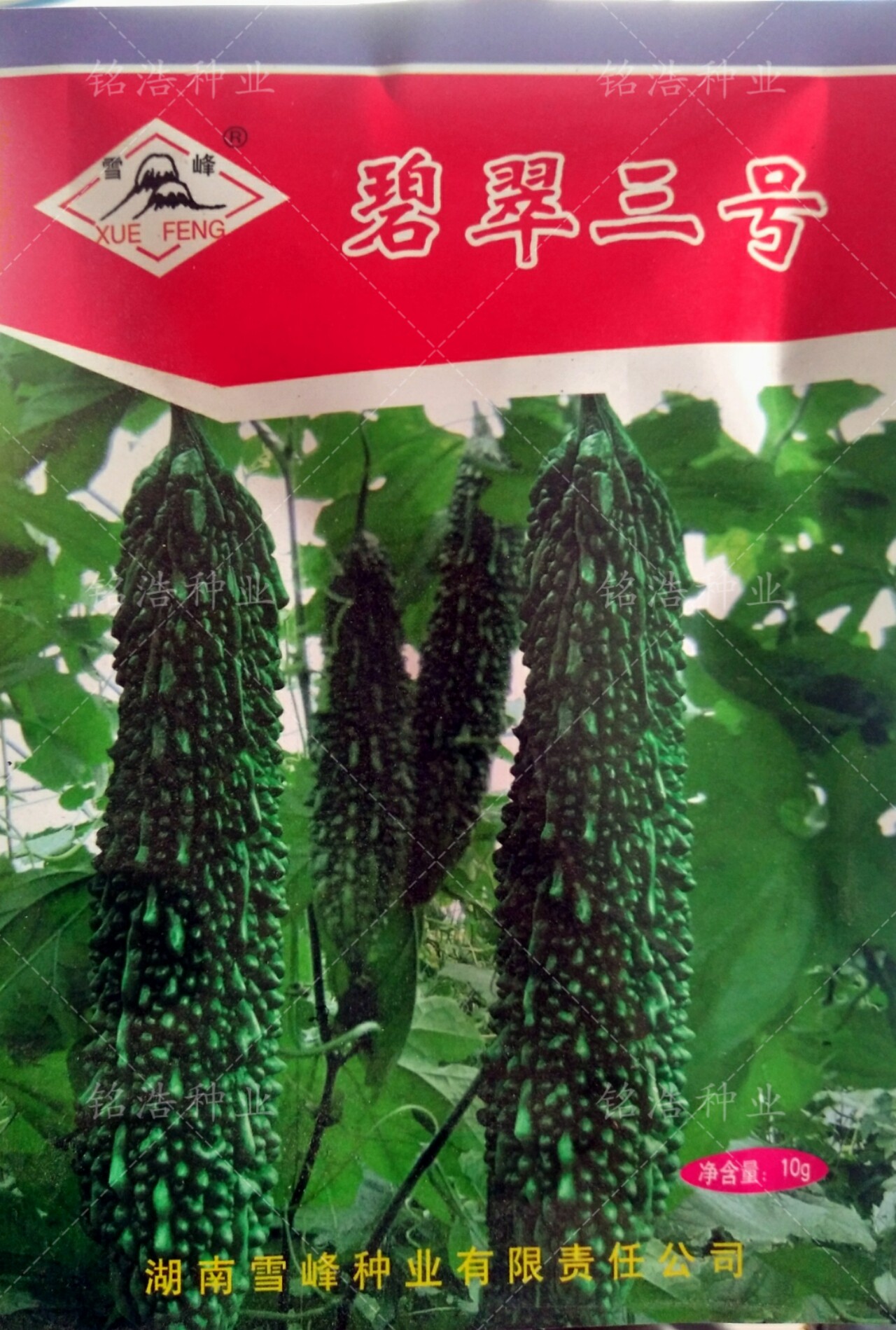早熟深绿色苦瓜种子籽孑瘤多脆嫩微苦清香高产春秋季蔬菜碧翠三号