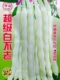 白不老架芸豆种子白豆角籽豆架豆种高产春秋播种四季 蔬菜农家田园