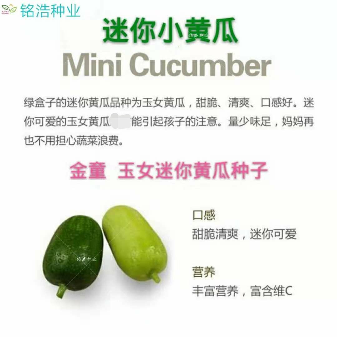 金童玉女水果黄瓜种子 迷你水果拇指无刺小黄瓜蔬菜种子四季种植