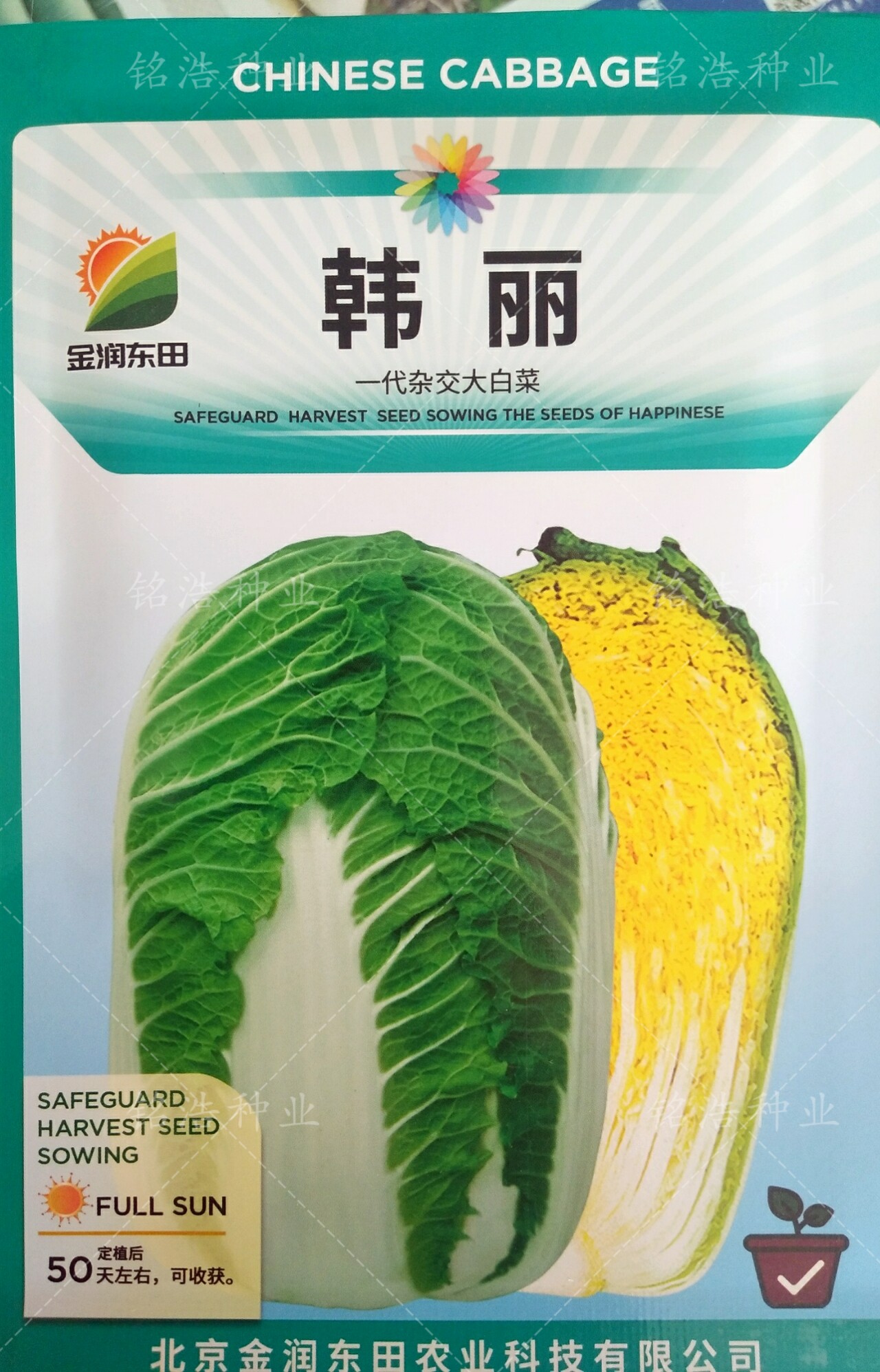 韩丽黄心春秋播种中型