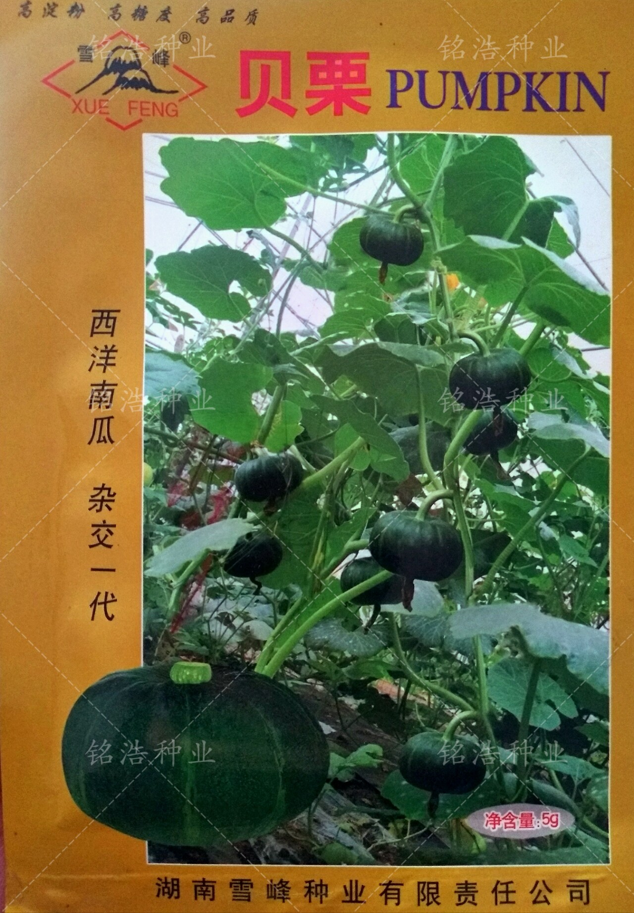贝栗甜面高产商品性好
