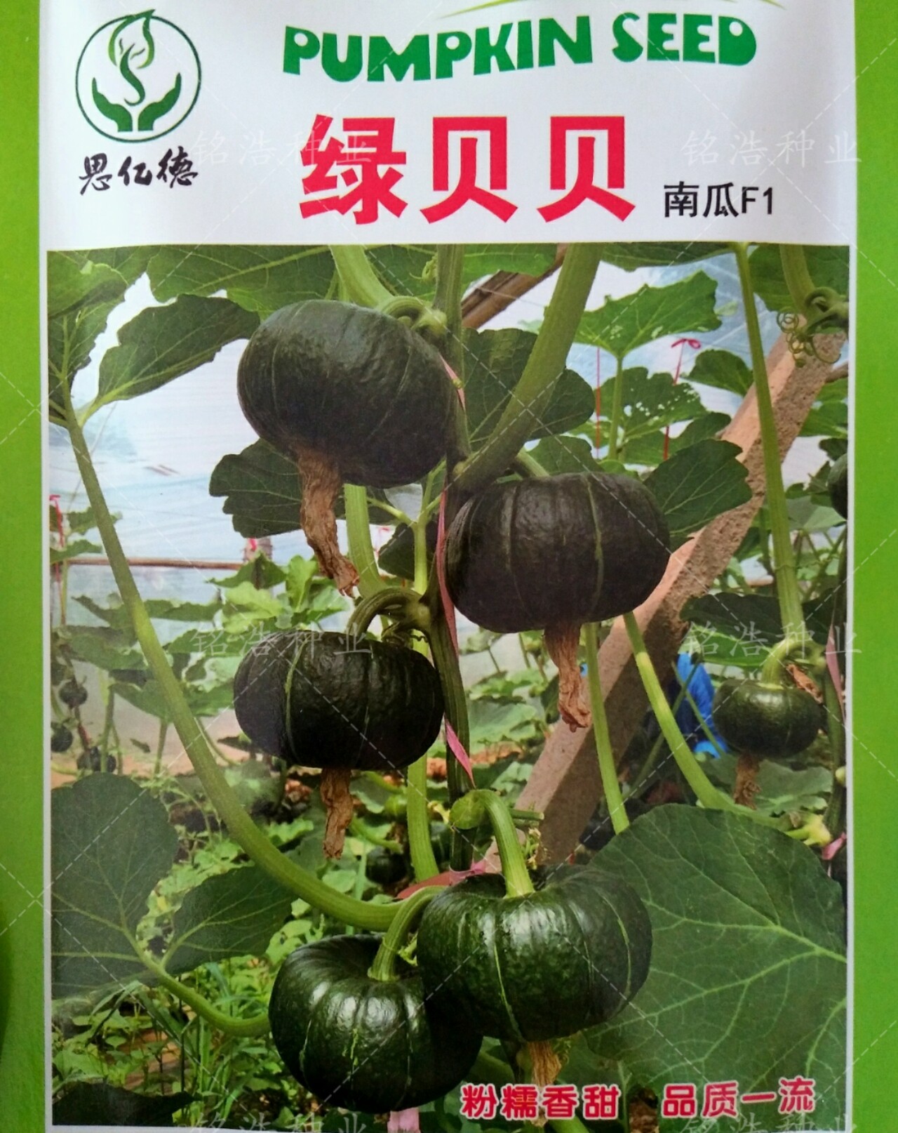 高产绿贝贝迷你小南瓜种子种籽板栗味春秋季早熟杂交蔬菜孑香甜糯