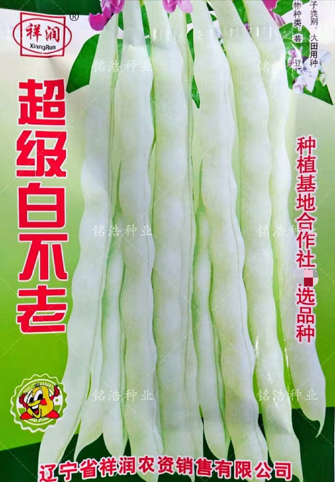 白不老架芸豆种子白豆角籽豆架豆种高产春秋播种四季蔬菜农家田园