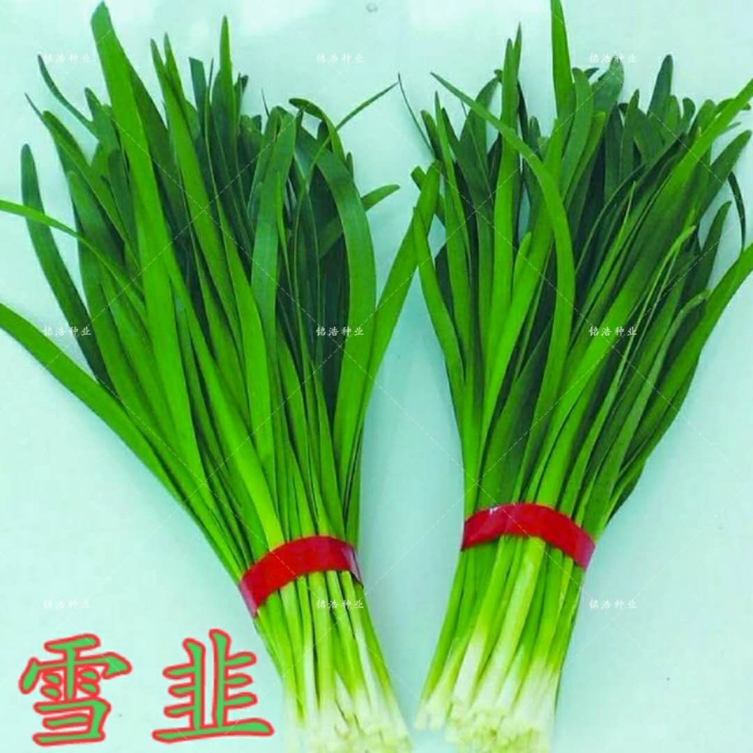 粗根宽叶肥厚高产耐热抗病