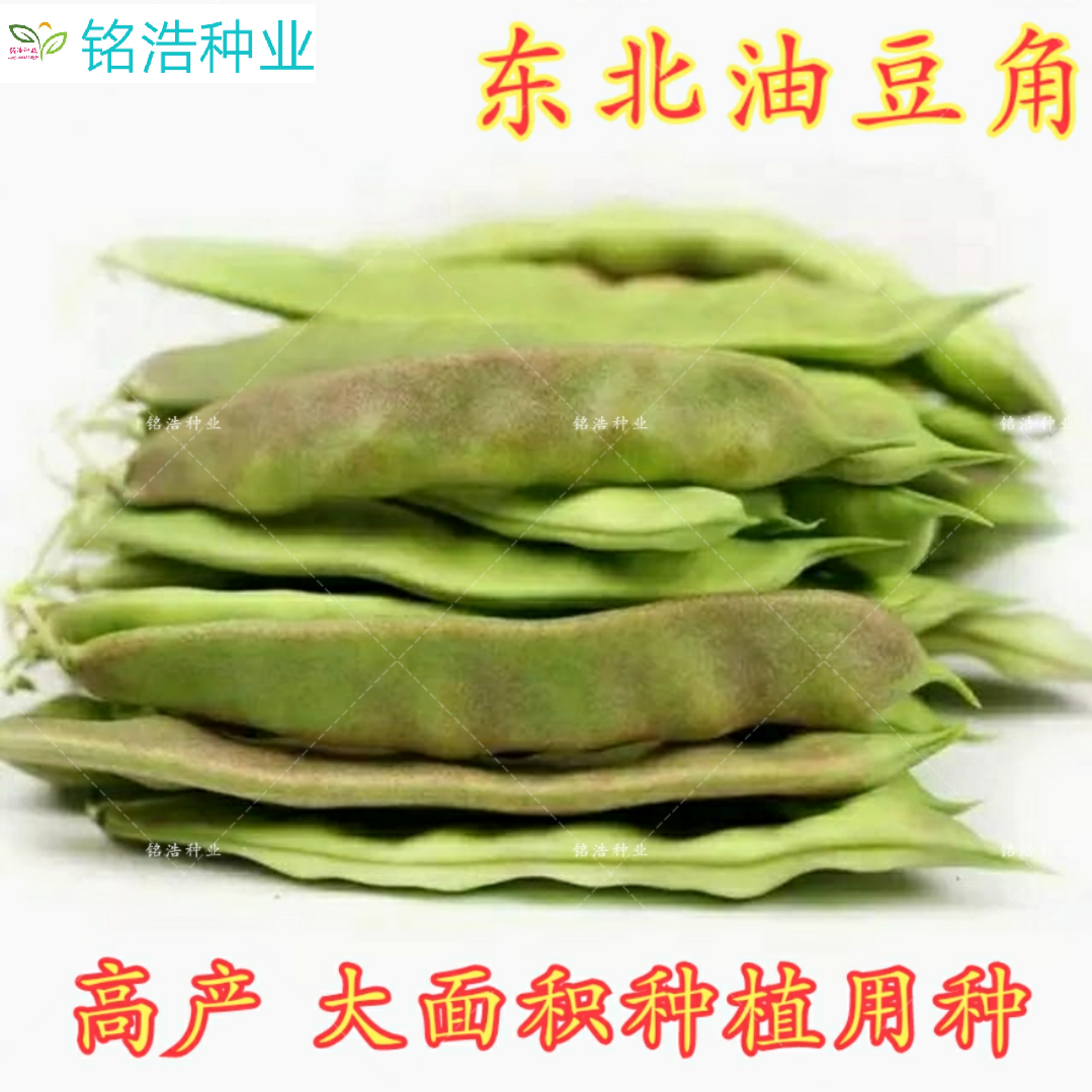 高产早熟抗病毒一点红油豆
