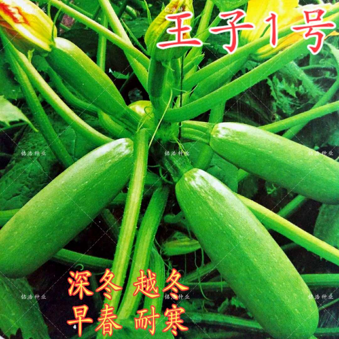 西葫芦种子蔬菜种籽高产早熟抗病耐寒早春越冬大面积种植-王子1号