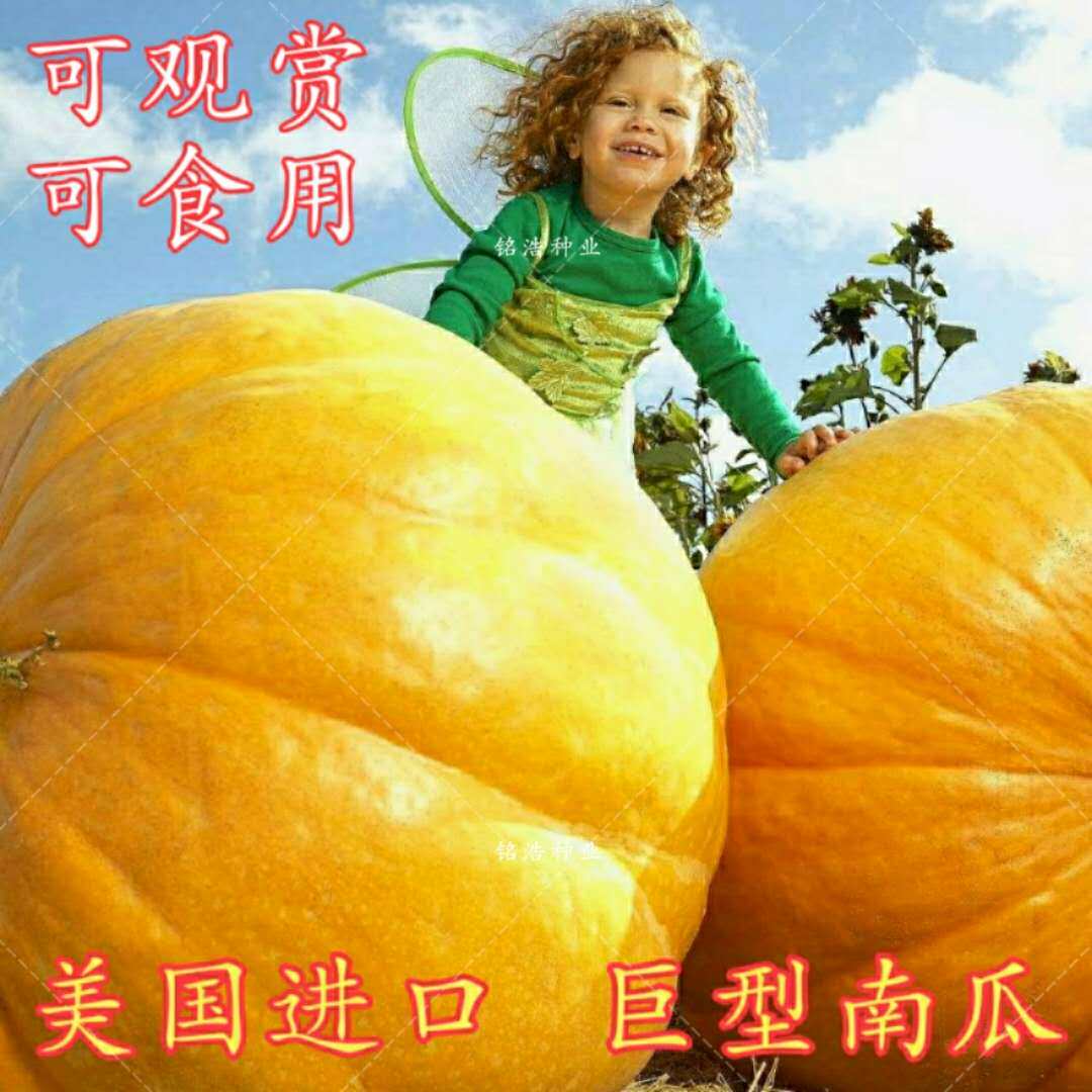 美国进口巨型南瓜种子太空种子太空蔬菜 蔬菜种子四季播观赏食用