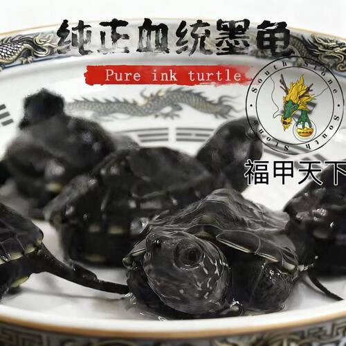 国龟墨龟全黑纯种顶墨特大墨龟苗宠物乌龟水龟中华草龟活体龟