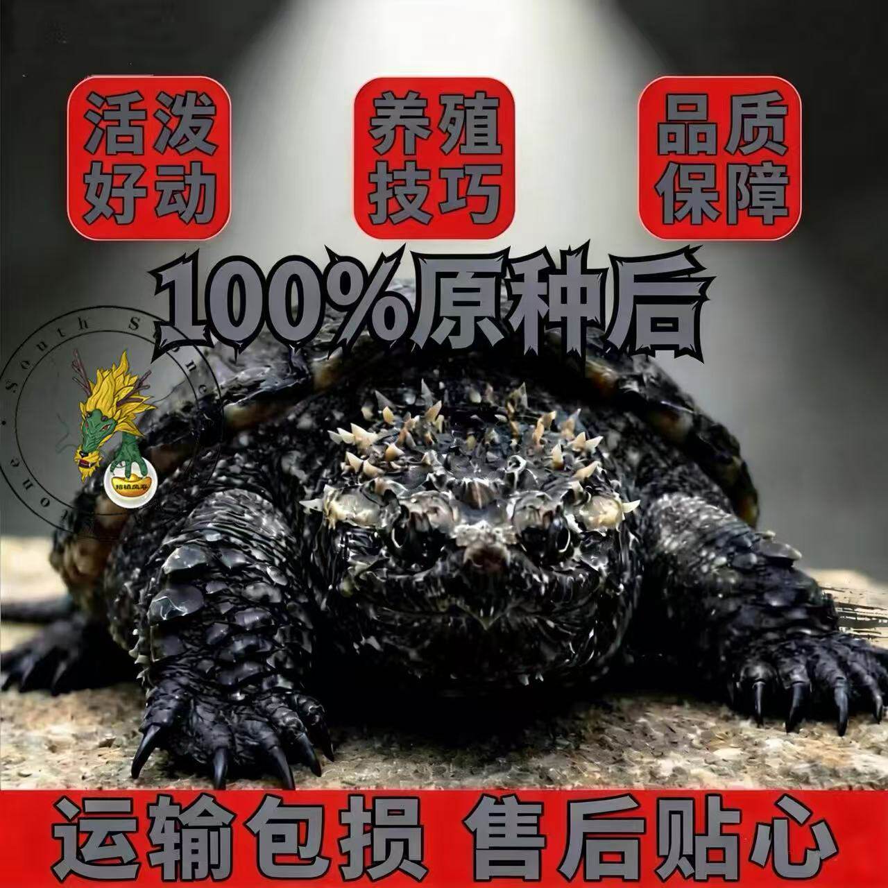 佛鳄纯佛爆刺王原种纯佛鳄佛鳄苗宠物小鳄佛罗里达乌龟活物观赏龟