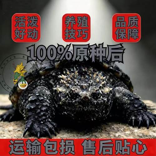 佛鳄纯佛爆刺王原种纯佛鳄佛鳄苗宠物小鳄佛罗里达乌龟活物观赏龟