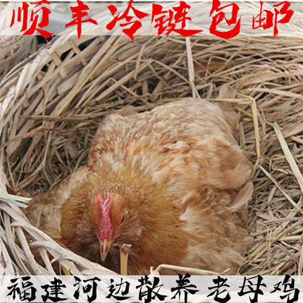 正宗农家散养土鸡三年老母鸡鸡肉老鸡母鸡现杀新鲜自养月子鸡包邮
