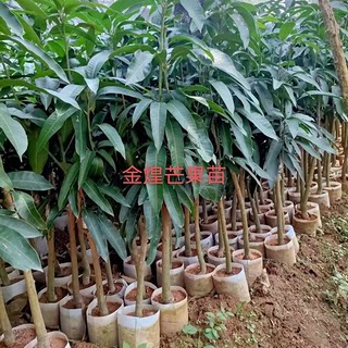 芒果树苗金煌、贵妃、台农、桂七、四季芒果嫁接苗带土带叶发