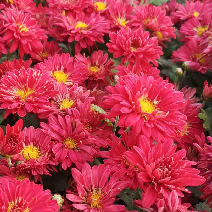 易活庭院宿根花卉秋季地被菊