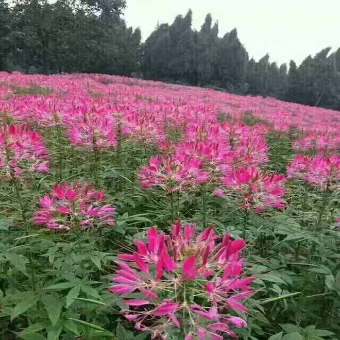 醉蝶花种子 景观花卉种子 工程家庭园艺种子