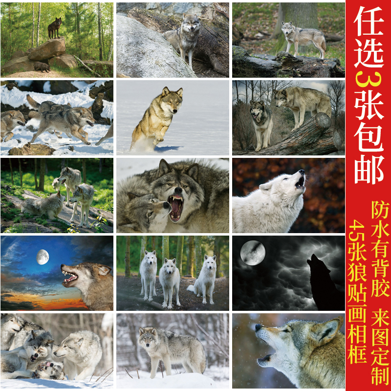 狼 灰狼 贴画 野狼 动物装饰画 挂画海报背景墙画相框图片