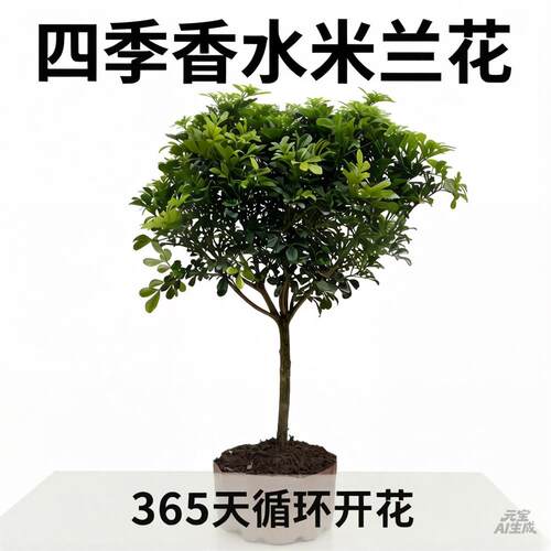 香水米兰四季开花浓香盆栽带花苞