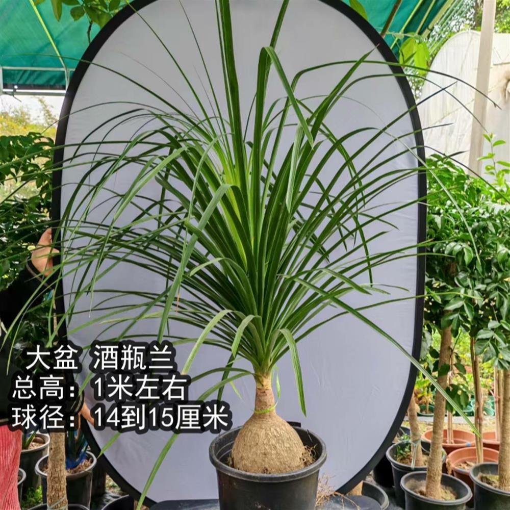 酒瓶兰招财进财盆栽植物花中貔貅办公室居家店铺摆放耐活好养植物