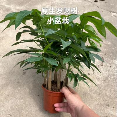 原生发财树小苗枫霖自繁自育绿植