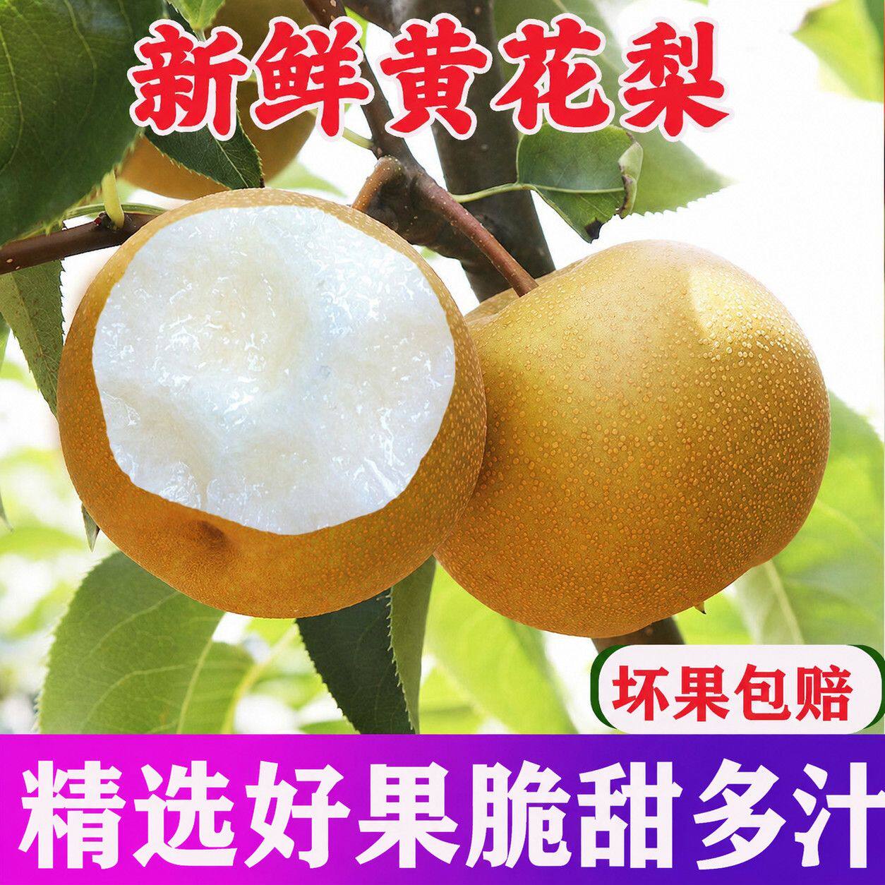 湖北梨子新鲜黄花梨水果当季现摘薄皮沙梨丰水梨