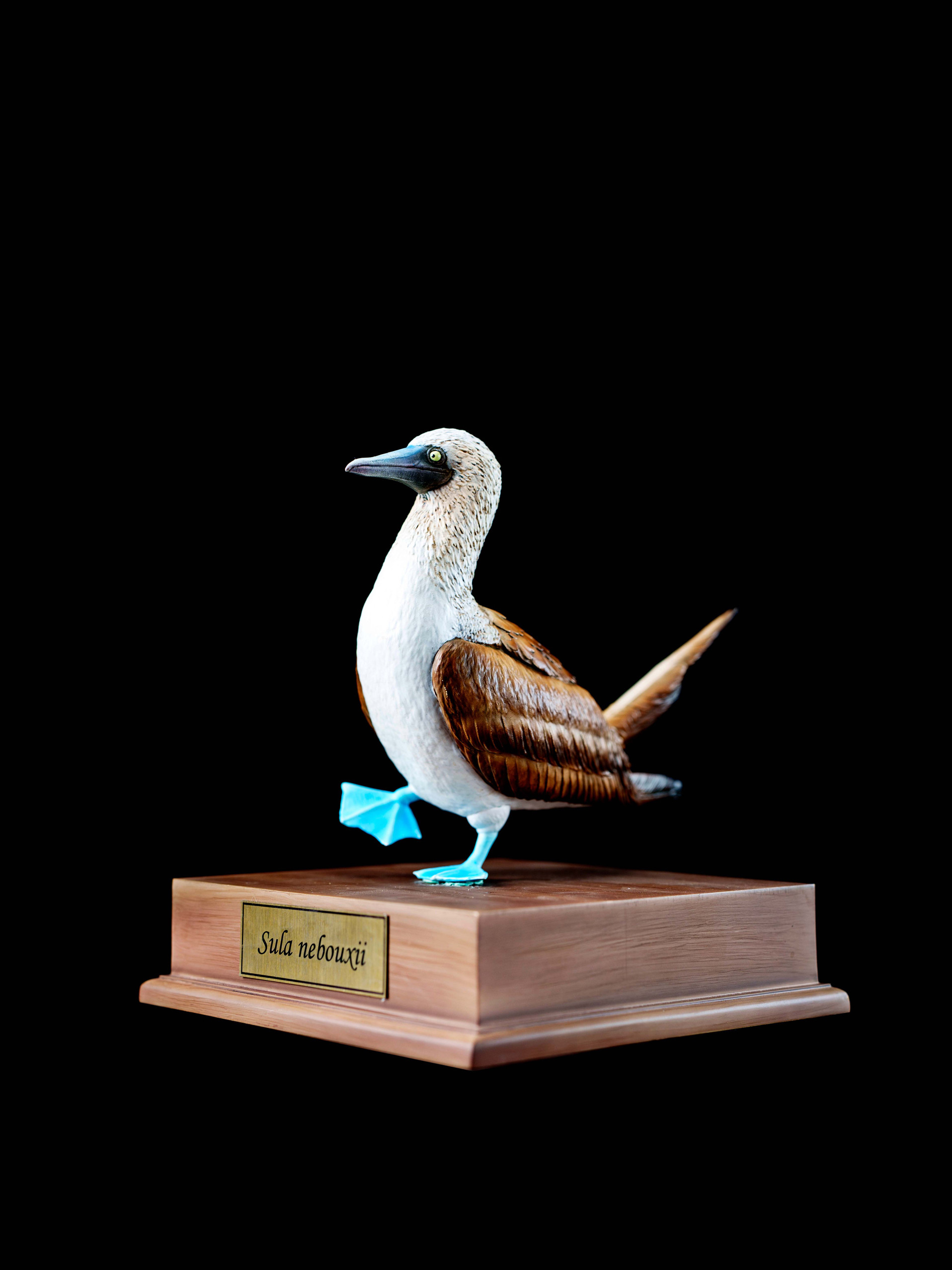博物志｜2025限定真系列--蓝脚鲣鸟模型手办鸟写实桌面摆件潮玩