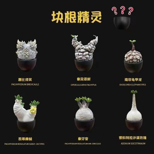 块根植物精灵潮植模型第一弹潮流玩具树脂模型带隐藏块根植物模型