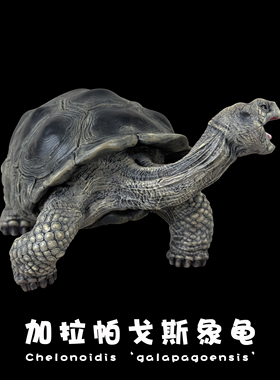博物志｜2025真系列加拉帕戈斯象龟plus陆龟爬宠模型约20cm龟模型