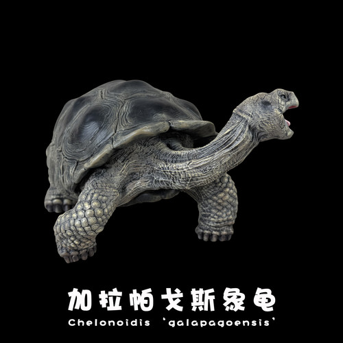 博物志｜2025真系列加拉帕戈斯象龟plus陆龟爬宠模型约20cm龟模型