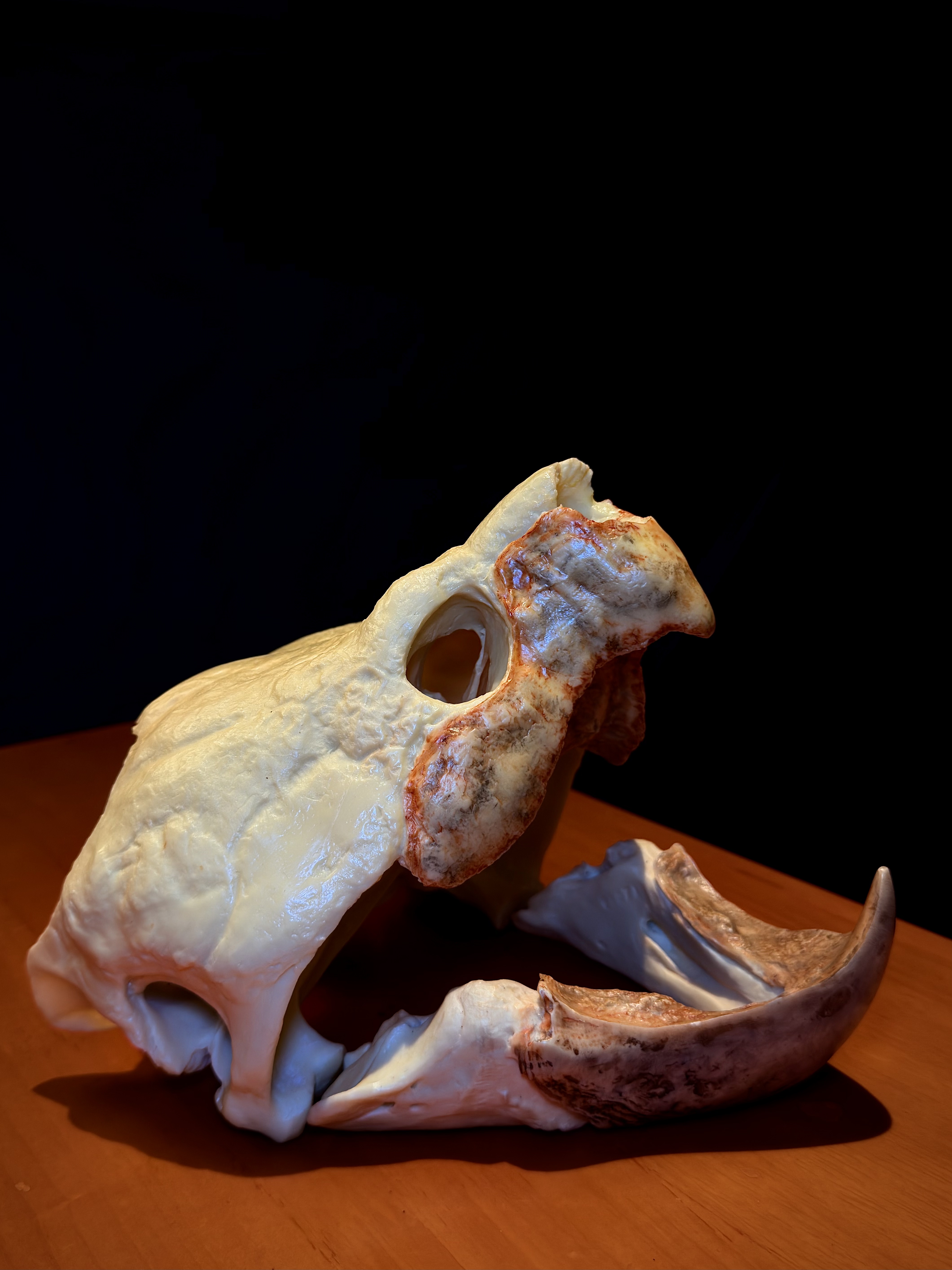 博物志｜2026仿真系列大鳄龟头骨模型真鳄龟头骨摆件爬宠头骨标本