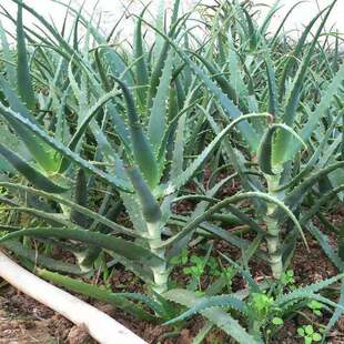 龙爪菊木立芦荟盆栽木剑芦荟木立芦荟盆栽苗龙爪菊龙爪芦荟