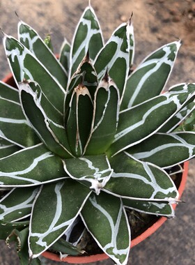 龙舌兰科多肉植物盆栽带盆包邮叶展10厘米