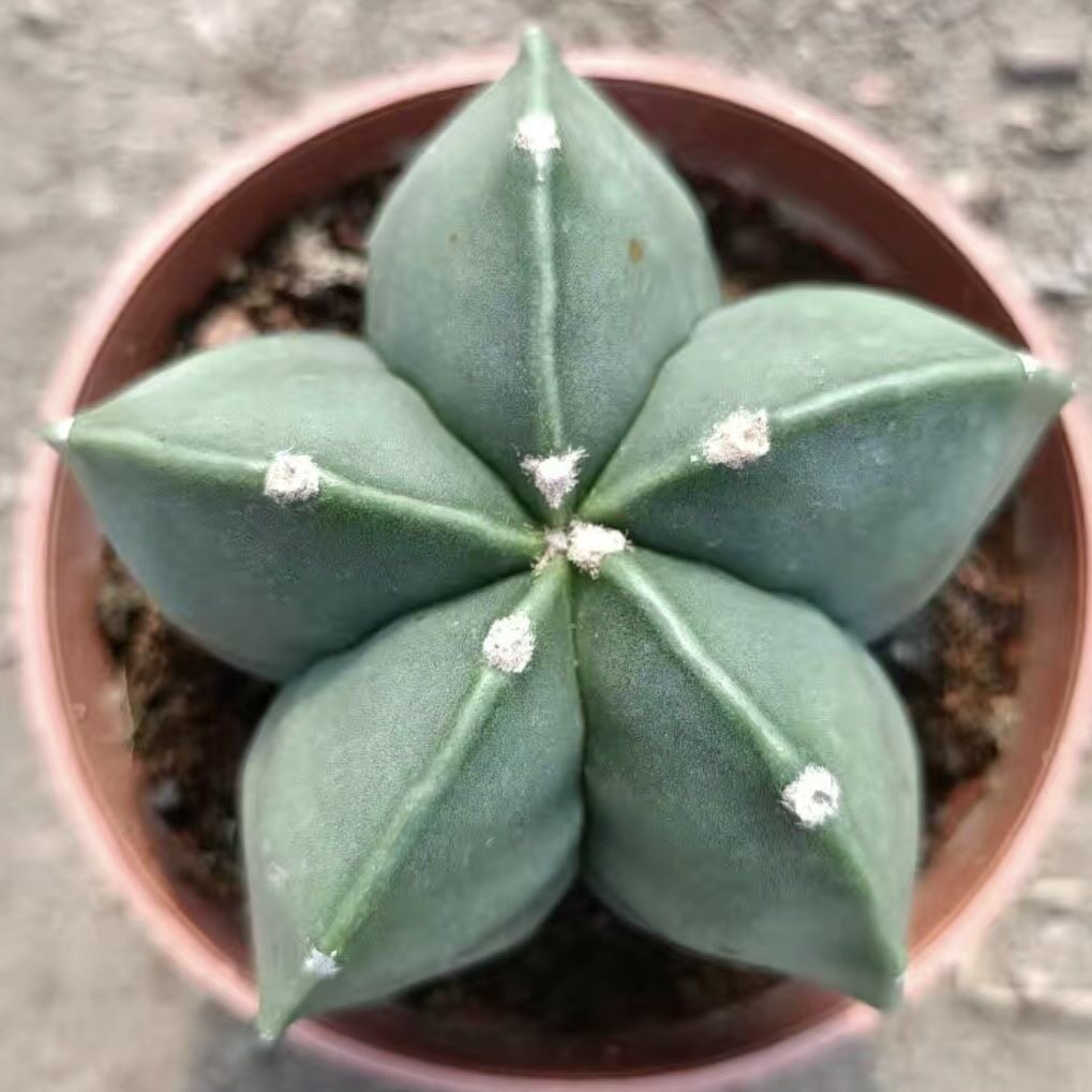 鸾凤玉仙人球五角星多肉植物