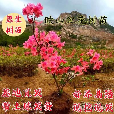 正宗映山红树苗当年开花毛杜鹃花