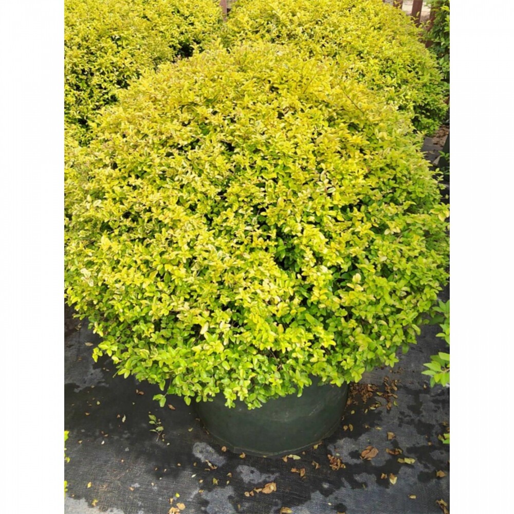 亮晶女贞落地球阳台庭院花境植物四季常青耐热耐寒亮金女贞落地锥