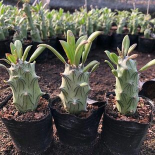 普西利菊多肉植物扎手开花漂亮菊科无刺仙人仙人掌仙人球盆栽