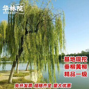 黄金柳树苗 金丝垂柳 直生小柳树枝条垂杨柳树苗旱柳树南北方种植