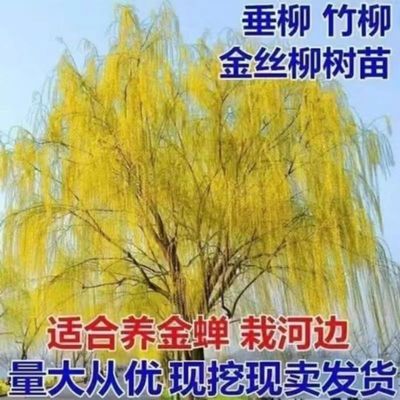 垂柳树苗 黄金柳 金丝垂柳 柳树枝条 垂杨柳树苗垂柳苗竹柳旱柳苗