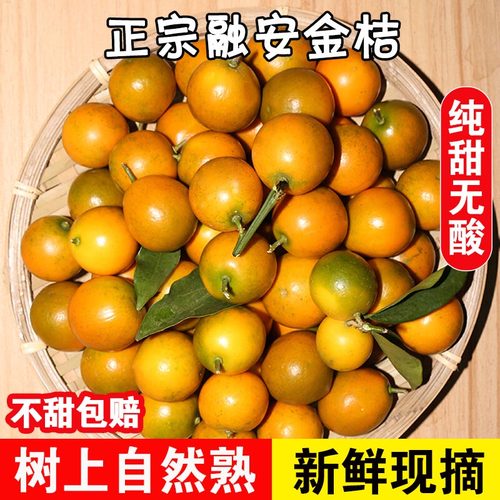 正宗融安金桔I纯甜不酸I现摘现发