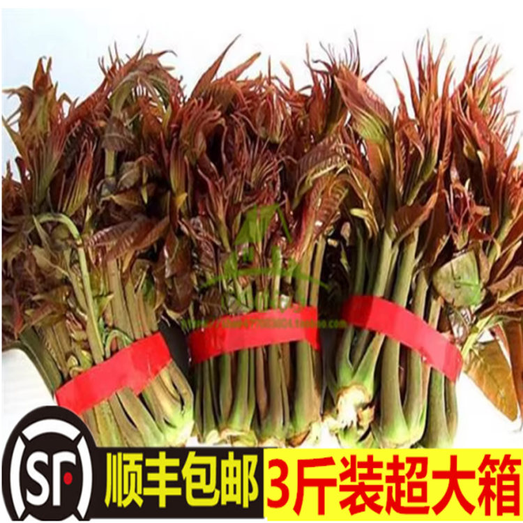 露天香椿芽新鲜野生头茬红油香椿香椿叶现摘现发应季蔬菜顺丰包邮