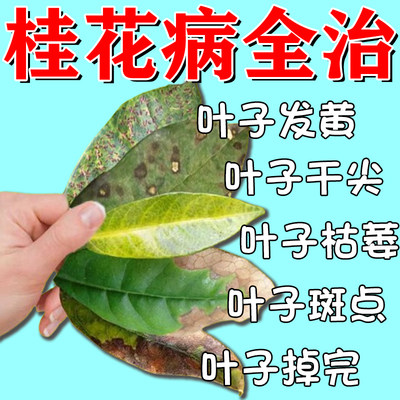 【桂花树黄叶掉叶急救】一喷搞定