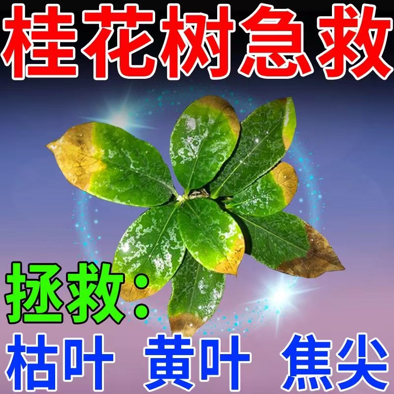 桂花树黄叶焦叶白斑褐斑病干尖落叶干枯四季通专用营养肥料不开花