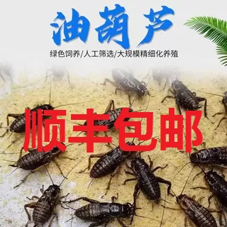 顺丰发货守宫瘤尾虫子鸟活物白蟋蟀油葫芦蟋蟀饲料黑蟋蟀蜘蛛蟋蟀
