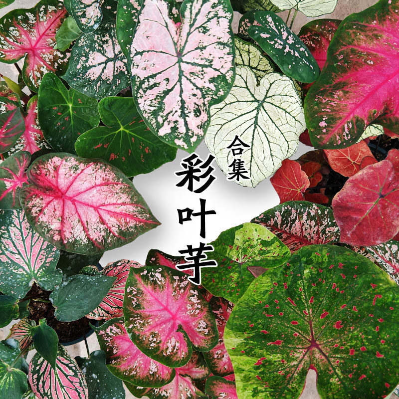 伴兮 彩叶芋泰彩盆栽花卉泰国花叶芋室内观叶绿植耐阴宿根植物