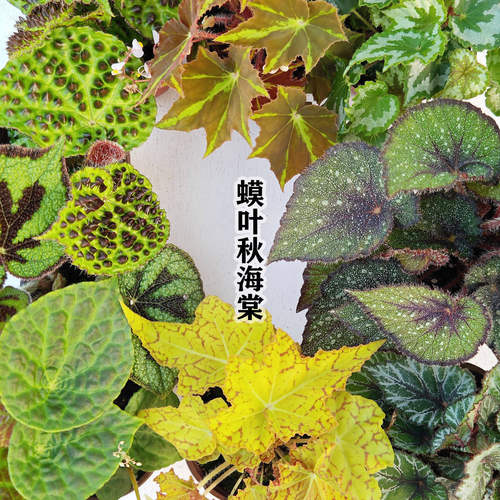 蟆叶秋海棠易养观叶造景网红热植