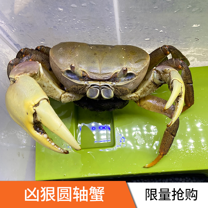 凶狠圆轴蟹地蟹 休氏仿地蟹 好养易活观赏蟹活体
