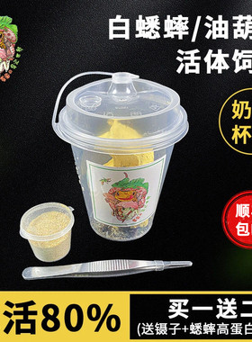 奶茶杯白蟋蟀油葫芦活体饲料